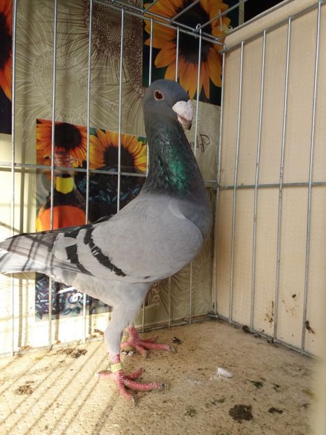  - A 0 GERMANI DE FRUMUSETE MATCA 2018 MASCULI SI FEMELE