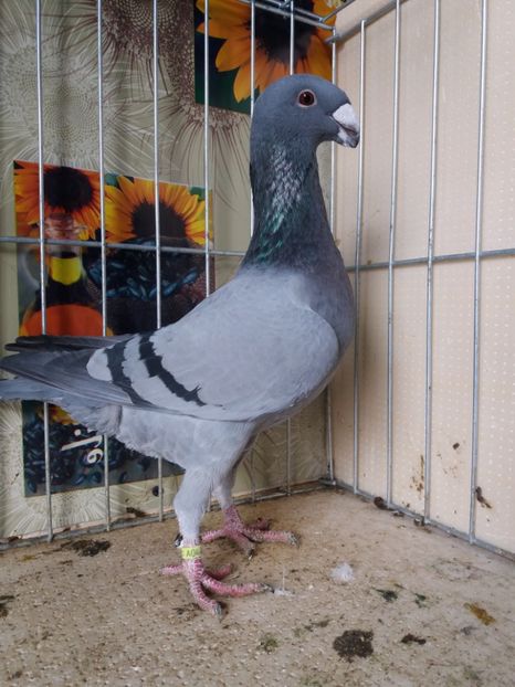  - A 0 GERMANI DE FRUMUSETE MATCA 2018 MASCULI SI FEMELE