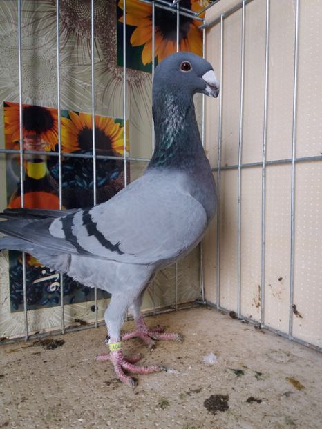  - A 0 GERMANI DE FRUMUSETE MATCA 2018 MASCULI SI FEMELE