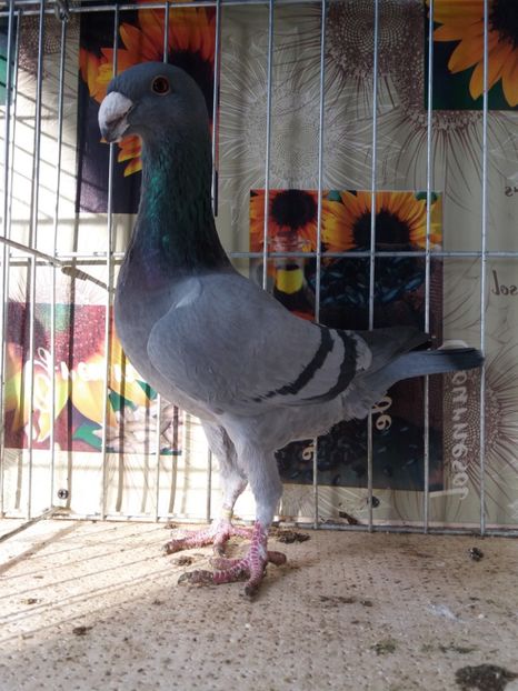  - A 0 GERMANI DE FRUMUSETE MATCA 2018 MASCULI SI FEMELE