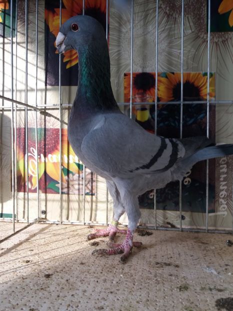  - A 0 GERMANI DE FRUMUSETE MATCA 2018 MASCULI SI FEMELE