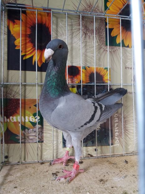  - A 0 GERMANI DE FRUMUSETE MATCA 2018 MASCULI SI FEMELE