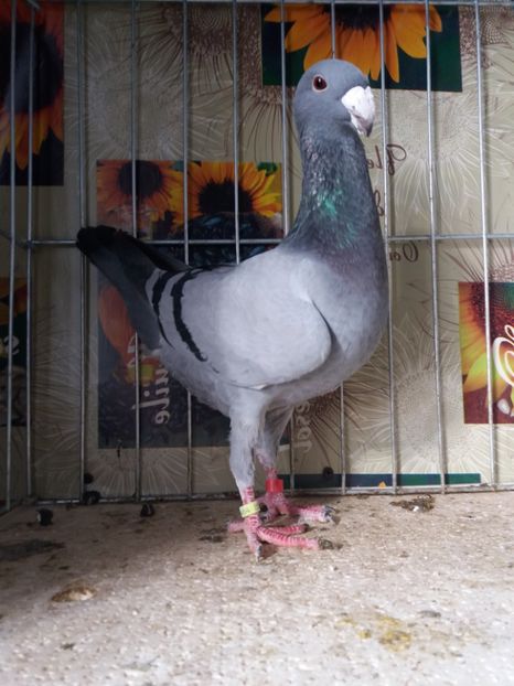  - A 0 GERMANI DE FRUMUSETE MATCA 2018 MASCULI SI FEMELE