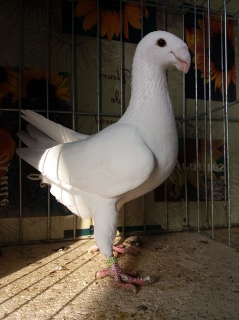  - A 0 GERMANI DE FRUMUSETE MATCA 2018 MASCULI SI FEMELE