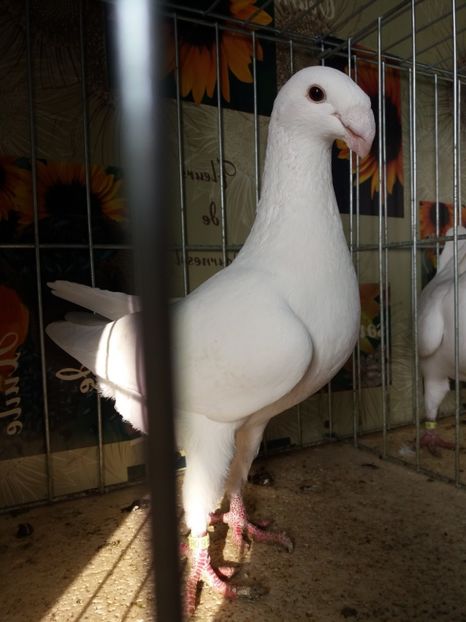  - A 0 GERMANI DE FRUMUSETE MATCA 2018 MASCULI SI FEMELE