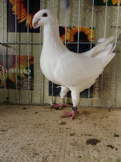  - A 0 GERMANI DE FRUMUSETE MATCA 2018 MASCULI SI FEMELE