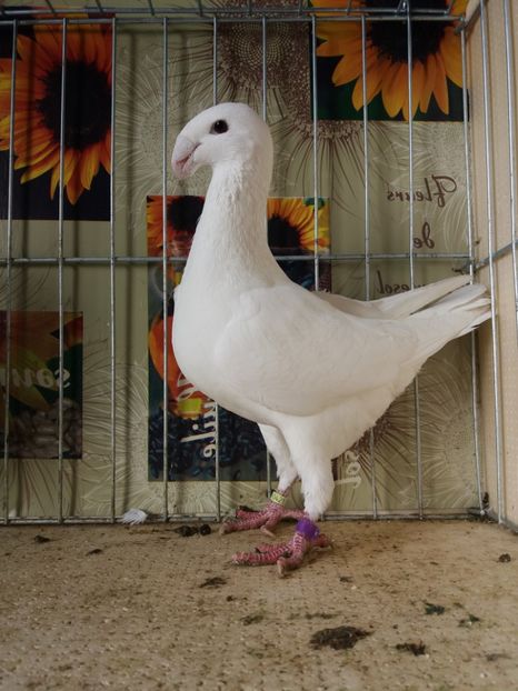  - A 0 GERMANI DE FRUMUSETE MATCA 2018 MASCULI SI FEMELE