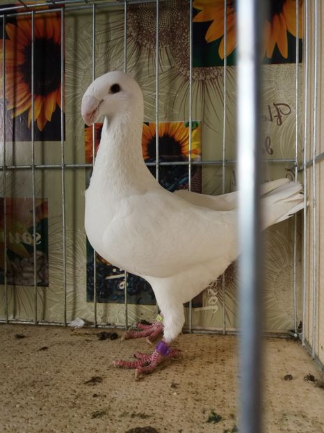  - A 0 GERMANI DE FRUMUSETE MATCA 2018 MASCULI SI FEMELE