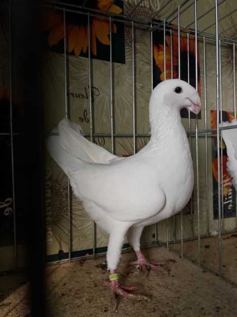  - A 0 GERMANI DE FRUMUSETE MATCA 2018 MASCULI SI FEMELE