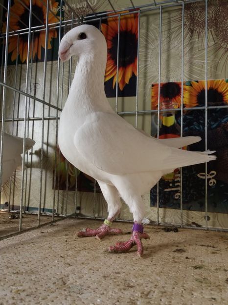  - A 0 GERMANI DE FRUMUSETE MATCA 2018 MASCULI SI FEMELE