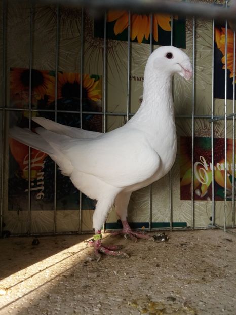  - A 0 GERMANI DE FRUMUSETE MATCA 2018 MASCULI SI FEMELE