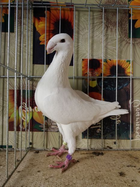  - A 0 GERMANI DE FRUMUSETE MATCA 2018 MASCULI SI FEMELE