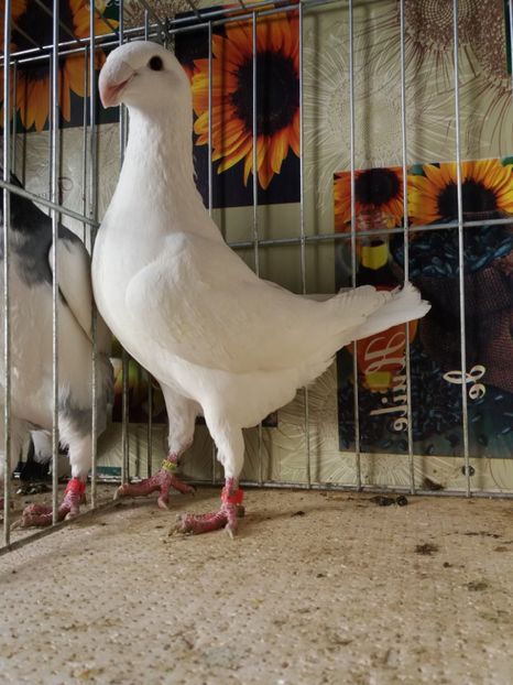  - A 0 GERMANI DE FRUMUSETE MATCA 2018 MASCULI SI FEMELE