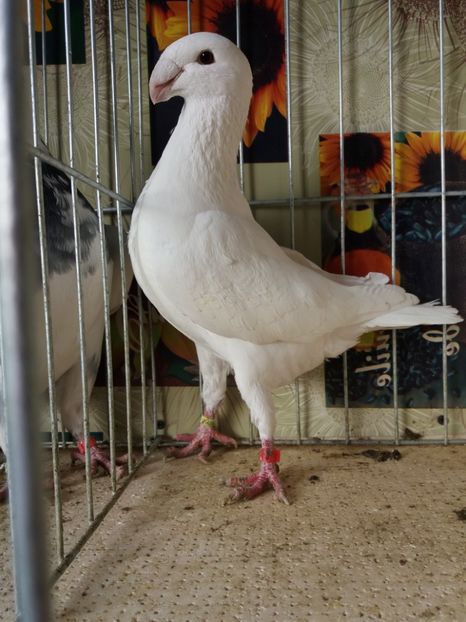  - A 0 GERMANI DE FRUMUSETE MATCA 2018 MASCULI SI FEMELE