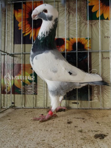  - A 0 GERMANI DE FRUMUSETE MATCA 2018 MASCULI SI FEMELE