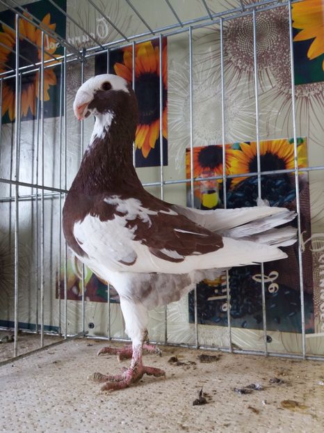  - A 0 GERMANI DE FRUMUSETE MATCA 2018 MASCULI SI FEMELE