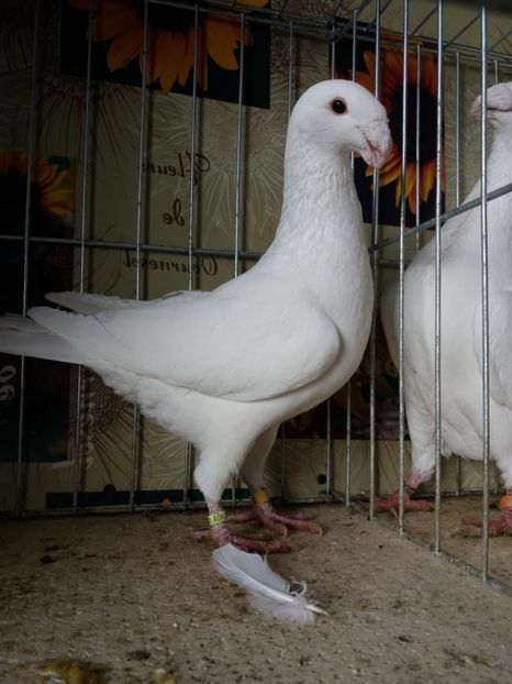  - A 0 GERMANI DE FRUMUSETE MATCA 2018 MASCULI SI FEMELE