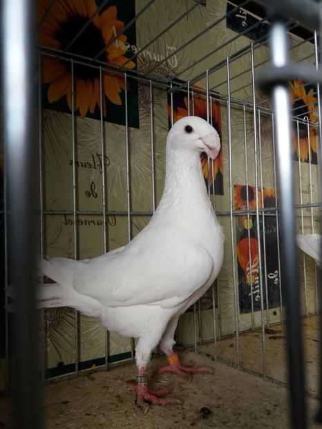  - A 0 GERMANI DE FRUMUSETE MATCA 2018 MASCULI SI FEMELE