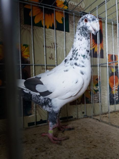  - A 0 GERMANI DE FRUMUSETE MATCA 2018 MASCULI SI FEMELE