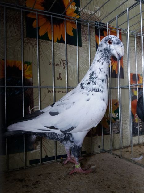  - A 0 GERMANI DE FRUMUSETE MATCA 2018 MASCULI SI FEMELE