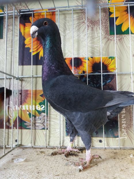  - A 0 GERMANI DE FRUMUSETE MATCA 2018 MASCULI SI FEMELE