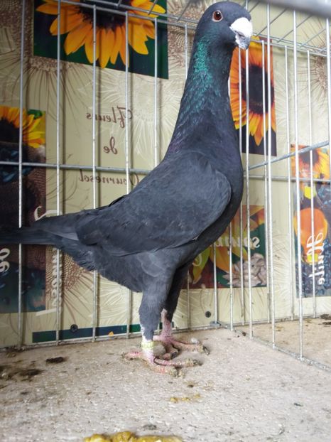  - A 0 GERMANI DE FRUMUSETE MATCA 2018 MASCULI SI FEMELE