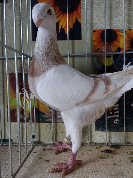  - A 0 GERMANI DE FRUMUSETE MATCA 2018 MASCULI SI FEMELE