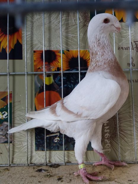  - A 0 GERMANI DE FRUMUSETE MATCA 2018 MASCULI SI FEMELE