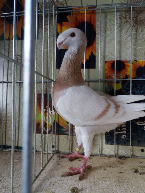  - A 0 GERMANI DE FRUMUSETE MATCA 2018 MASCULI SI FEMELE