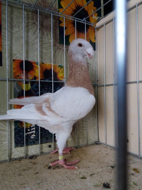  - A 0 GERMANI DE FRUMUSETE MATCA 2018 MASCULI SI FEMELE