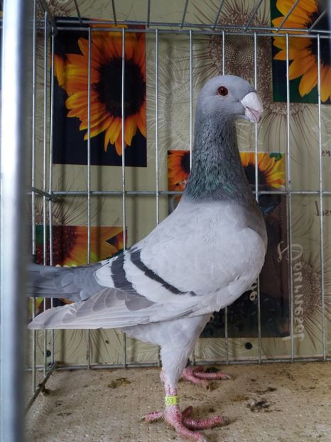  - A 0 GERMANI DE FRUMUSETE MATCA 2018 MASCULI SI FEMELE