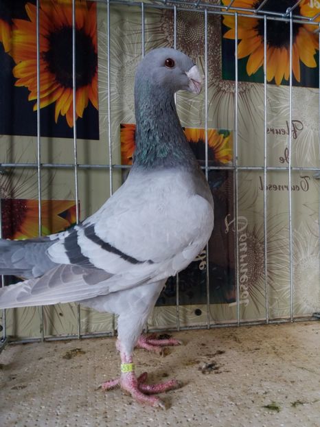  - A 0 GERMANI DE FRUMUSETE MATCA 2018 MASCULI SI FEMELE