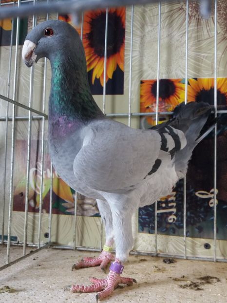  - A 0 GERMANI DE FRUMUSETE MATCA 2018 MASCULI SI FEMELE