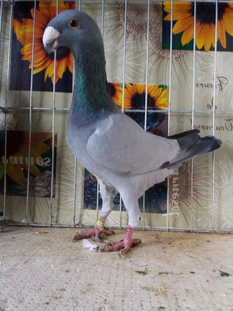  - A 0 GERMANI DE FRUMUSETE MATCA 2018 MASCULI SI FEMELE