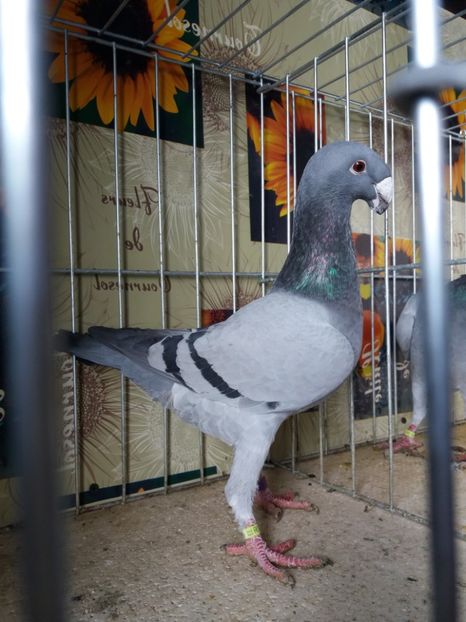  - A 0 GERMANI DE FRUMUSETE MATCA 2018 MASCULI SI FEMELE