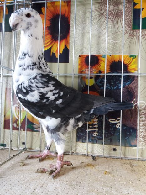  - A 0 GERMANI DE FRUMUSETE MATCA 2018 MASCULI SI FEMELE