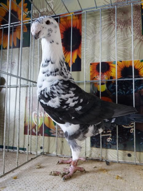  - A 0 GERMANI DE FRUMUSETE MATCA 2018 MASCULI SI FEMELE