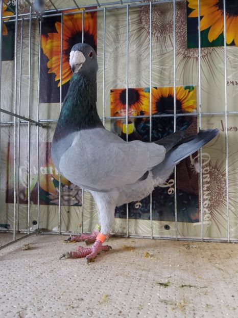  - A 0 GERMANI DE FRUMUSETE MATCA 2018 MASCULI SI FEMELE