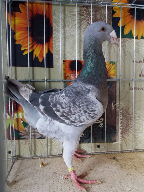  - A 0 GERMANI DE FRUMUSETE MATCA 2018 MASCULI SI FEMELE