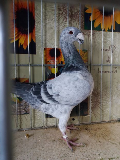  - A 0 GERMANI DE FRUMUSETE MATCA 2018 MASCULI SI FEMELE