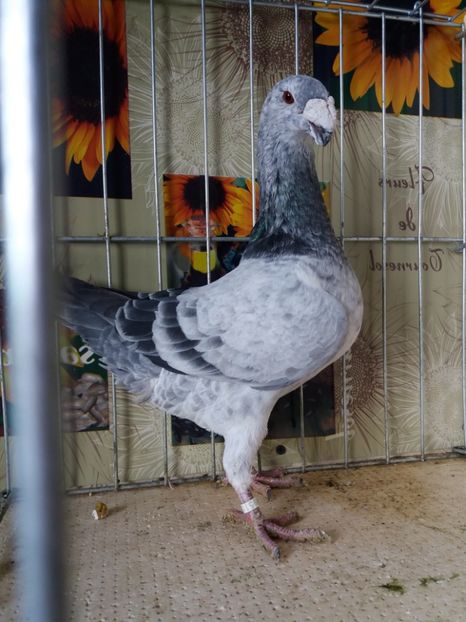  - A 0 GERMANI DE FRUMUSETE MATCA 2018 MASCULI SI FEMELE