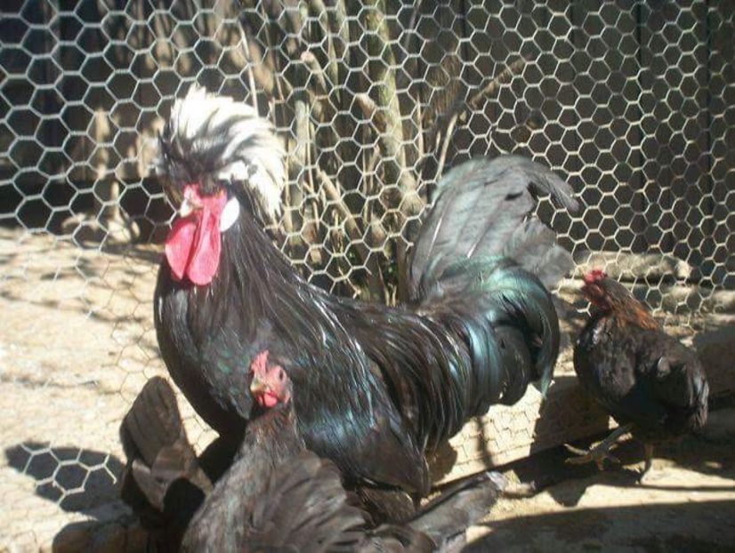  - Motate olandeze negre