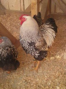 received_1633504713408707 - Wyandotte argintiu 2019