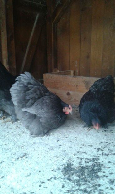 received_550324725330422 - Cochinchina pitic albastru