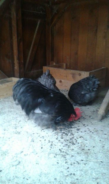 received_550322898663938 - Cochinchina pitic albastru