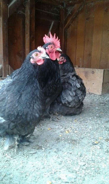 received_550322851997276 - Cochinchina pitic albastru