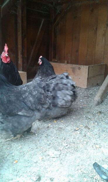 received_550322815330613 - Cochinchina pitic albastru