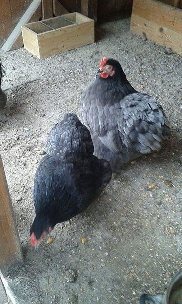 received_550322765330618 - Cochinchina pitic albastru