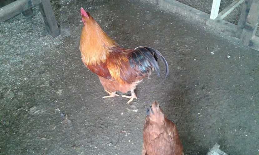 received_550324731997088 - New Hampsire