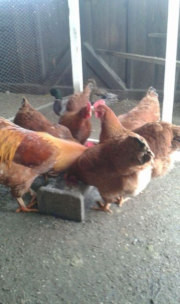 received_550322825330612 - New Hampsire